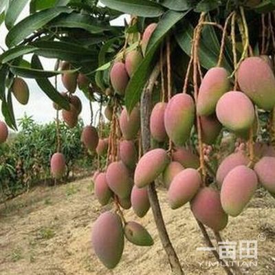 芒果四川攀枝花市_批發(fā)_供應(yīng)-一畝田農(nóng)業(yè)網(wǎng)_專(zhuān)業(yè)的農(nóng)產(chǎn)品信息商務(wù)平臺(tái)