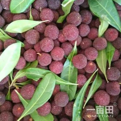 楊梅四川攀枝花市_批發(fā)_供應(yīng)-一畝田農(nóng)業(yè)網(wǎng)_專(zhuān)業(yè)的農(nóng)產(chǎn)品信息商務(wù)平臺(tái)