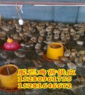 攀枝花土雞苗,攀枝花土雞苗銷售_農副產品_世界工廠網