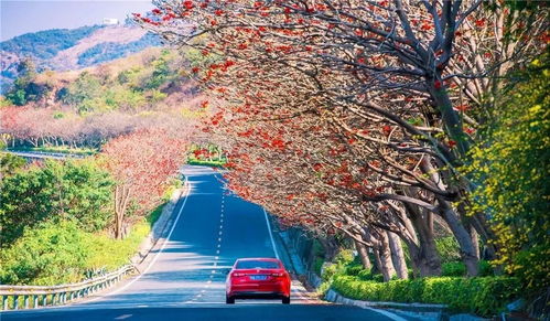 攀枝花 快來過春天 一城鮮花都為你開好啦