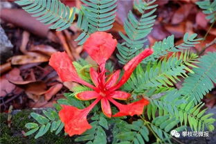 攀枝花這個地方好熱鬧,曬花曬樹曬美女 各種曬 十分養眼