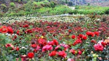 攀枝花花舞人間