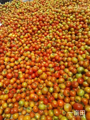 大紅硬果四川攀枝花市米易縣_批發_供應-一畝田農業網_專業的農產品信息商務平臺