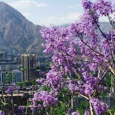 黑珍珠變成了綠翡翠!4月22號藍花楹生態旅游節,我們一起去西區耍!-