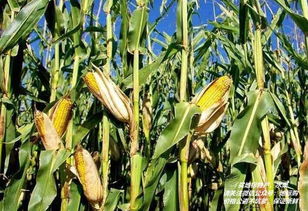 四川特產(chǎn)糧豆 四川地理標(biāo)志產(chǎn)品糧豆大全