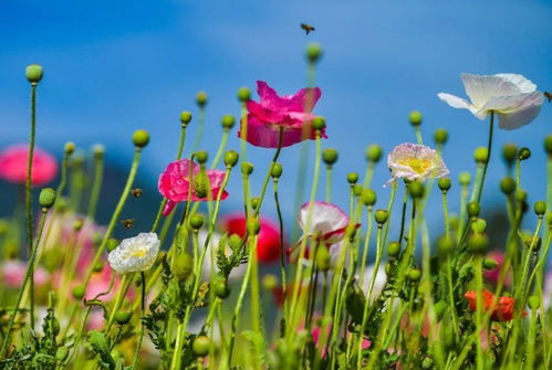 12000㎡鮮花盛開(kāi) 又一拍照打卡勝地,攀枝花這地方要火