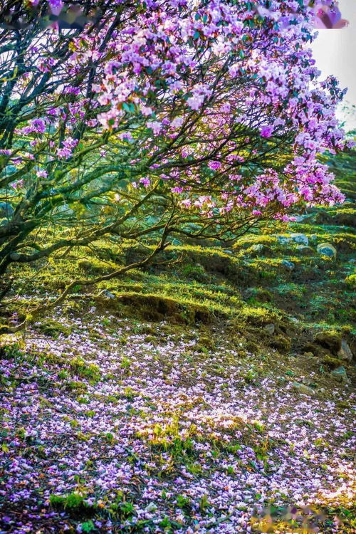 攀枝花,麻煩你尊重一下冬天