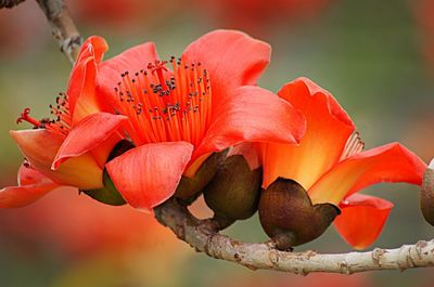 冬未至,春已來(lái)!最新消息:攀枝花開啦!