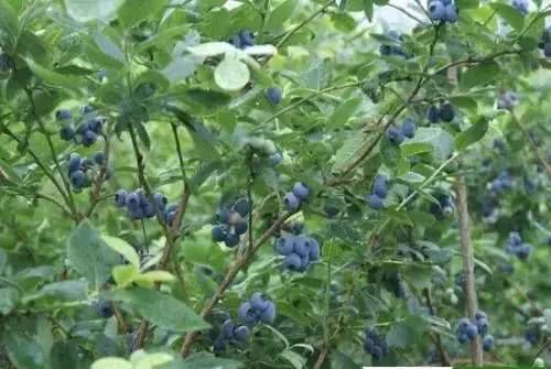 攀枝花的 藍胖紙 即將上市啦 為你獻上摘藍莓攻略