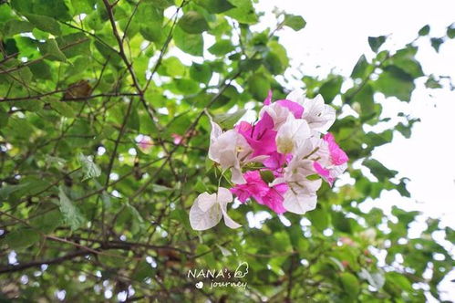 攀枝花的一個低調公園,是每年三角梅賞花游最佳地方