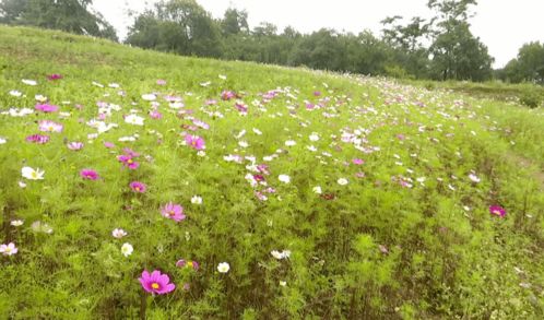 ta竟藏在這里 攀枝花這片格?；êＨ侨俗? class=