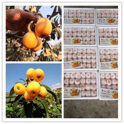 品攀枝花五星枇杷，享舌尖上的自然饋贈