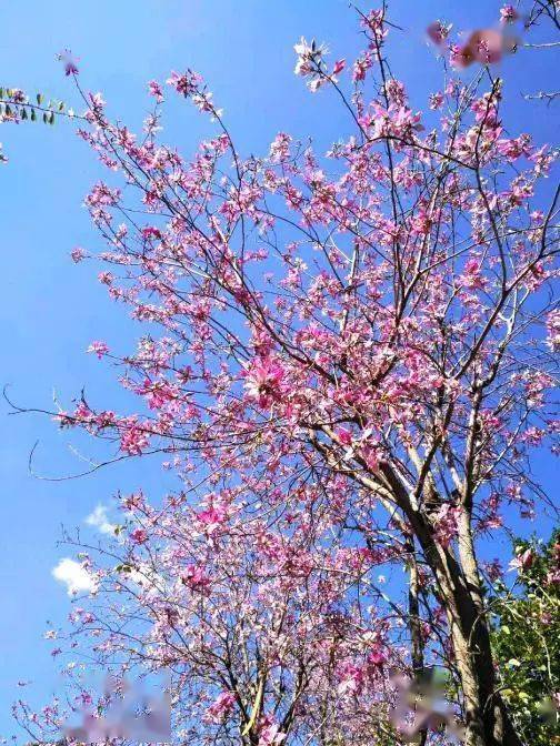 攀枝花藍 城市天空的獨特印記