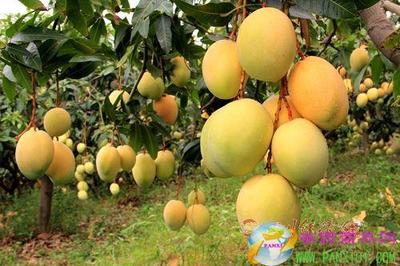 米易攜手成都搭建農特產品直銷渠道，攀枝花特色農業產銷模式成效顯著